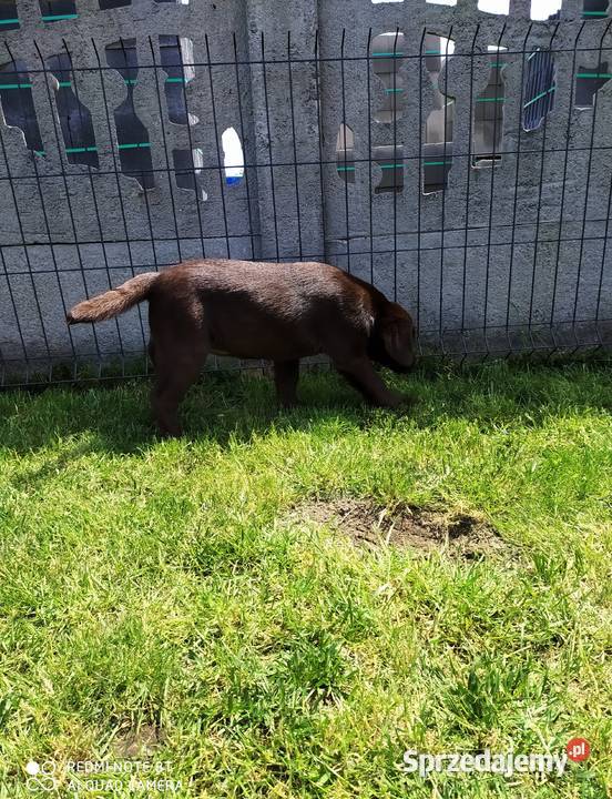 Suczka labradora Piątek sprzedam
