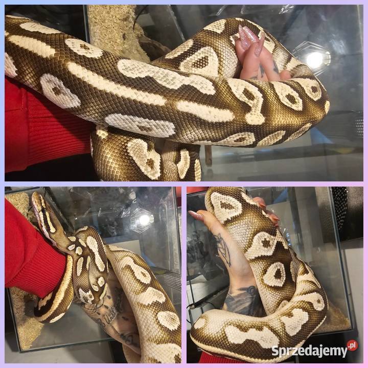 Sprzedam hodowle pytonow królewskich Koszalin