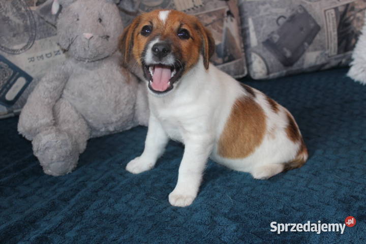 Szczenięta JACK R Terrier piesek suczka Jarocin