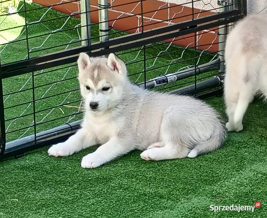 SIBERIAN HUSKY BOY Racibórz