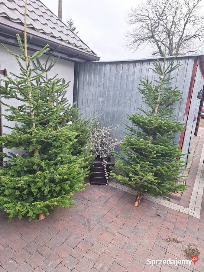 już mamy Jodły kaukaskie i choinki cięte i Ciechanowiec