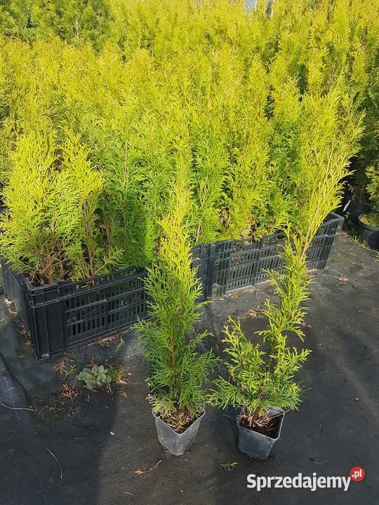 Wyprzedaż przedsezonowa tuje różne wysokości Iglaste śląskie