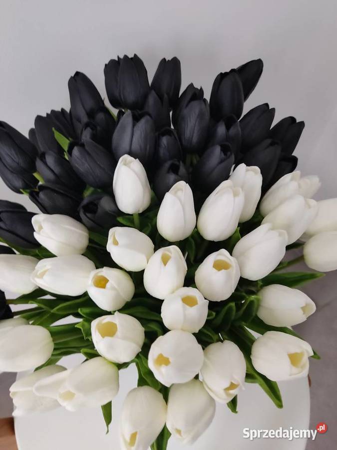 Tulipany białe czarnej Dębica