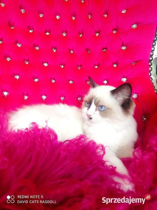 Ragdoll Kotka Seal bicolor FIFE FPL Wschowa sprzedam