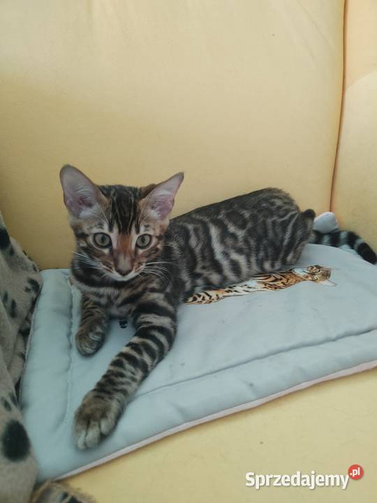 Koty Bengalskie kot bengalski miot C FPL Felis Iskrzynia