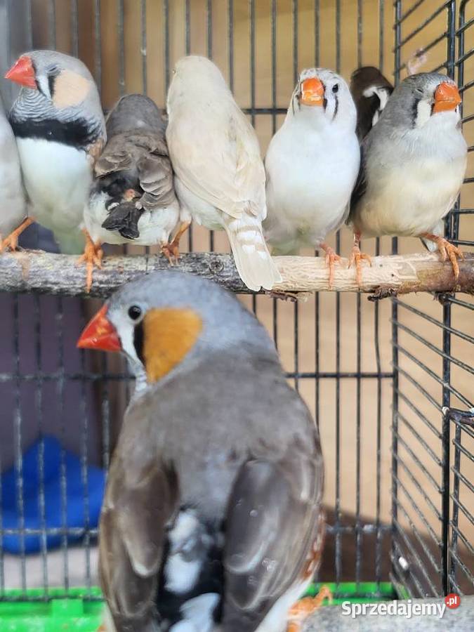 Zeberki australijskie