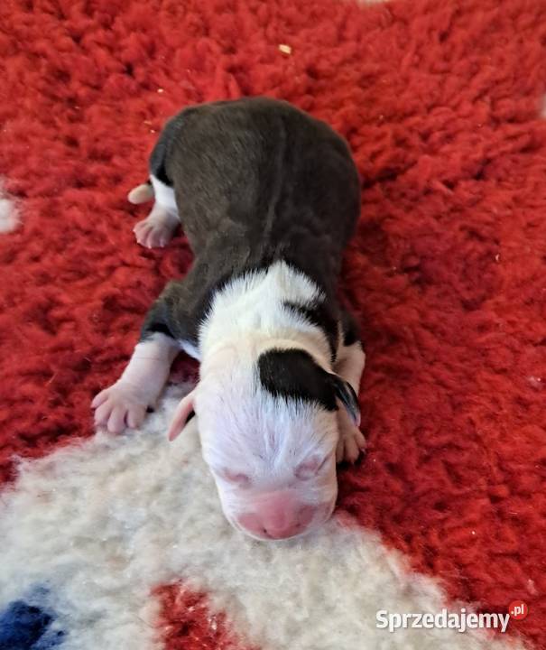 Amstaff ZKWP FCI śliczna suczka śląskie Koziegłowy