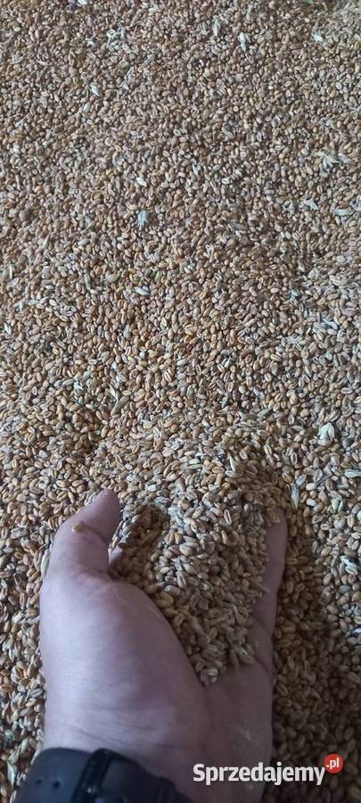 Pszenica Pszenżyto owies łubin Smęgorzów