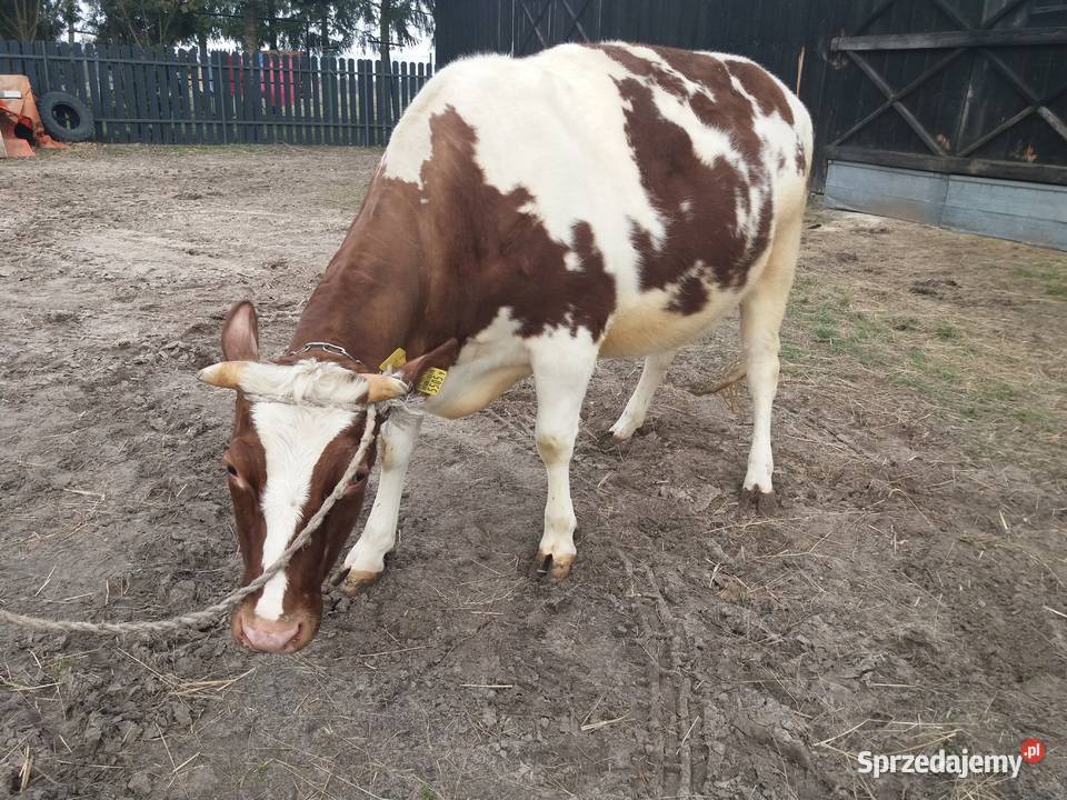 Jałówka cielna mleczna biało czerwona mazowieckie Twarogi