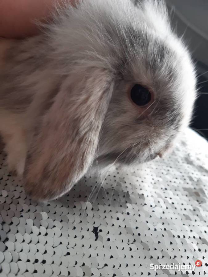 Królik mini lop karzełek długowłosy