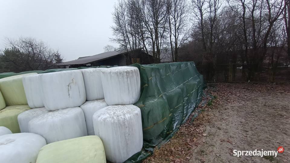 Siano w belach kiszonka z kończyny Jędrzejów
