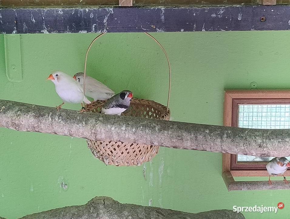 Zeberki austraulijskie śląskie Blachownia sprzedam