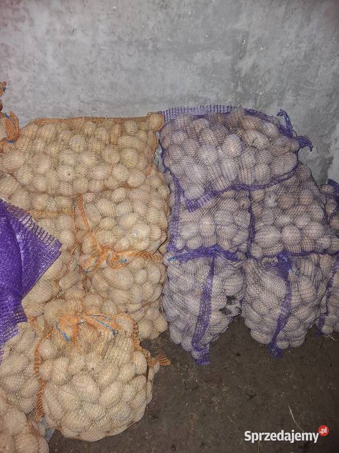 Ziemniaki jadalne Łososina Dolna