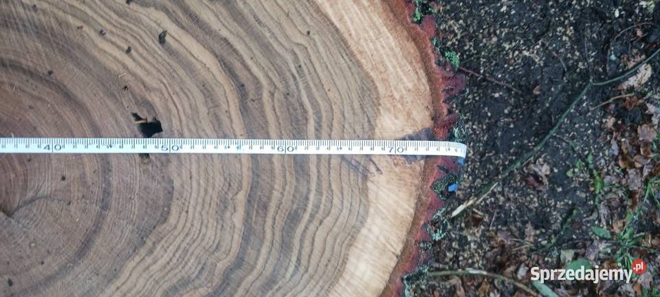 Krążki z drewna dębu Siemkowice sprzedam