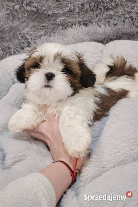 Sunia bialoczerwona łódzkie Mokrsko sprzedam