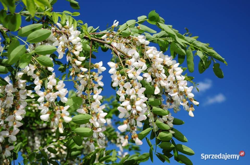 Robinia akacjowa obwód 1012 z gruntu HURT sprzedam
