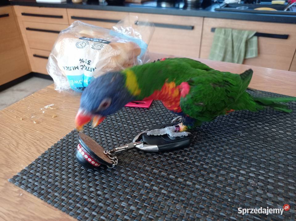 Duża papuga Lorysa Tęczowa samiec 2021r Tychy sprzedam