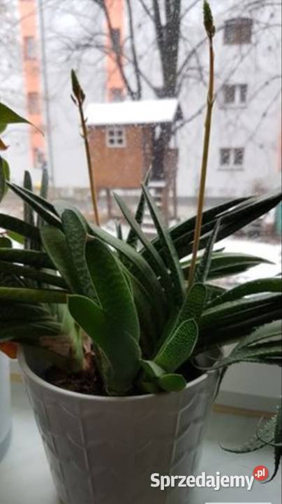 Gasteria sukulent roślina doniczkowa małopolskie Trzebinia
