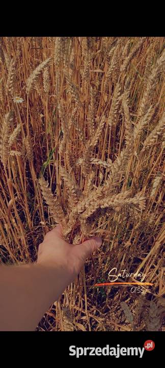 Pszenica zboże zbiór 2023 Zboża podkarpackie Rudnik nad Sanem