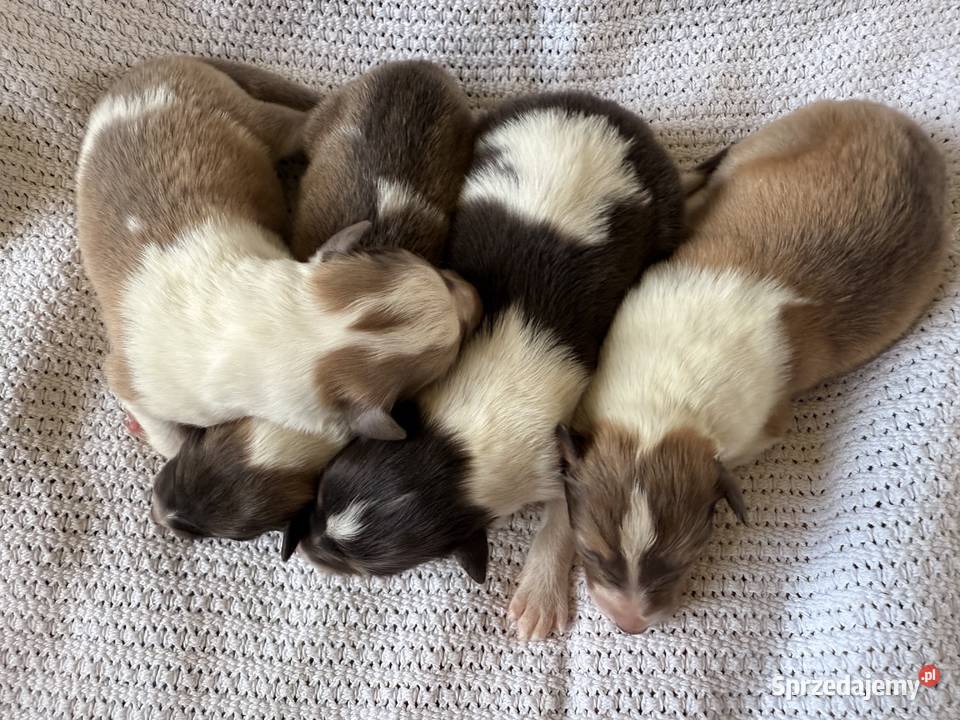 Owczarek szkocki długowłosy Colie Ostrołęka