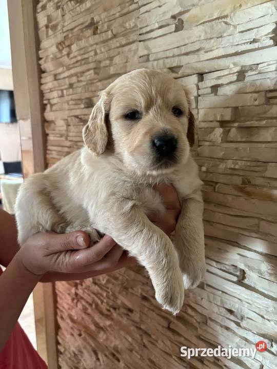 Piesek Golden Retriever Poniatowa