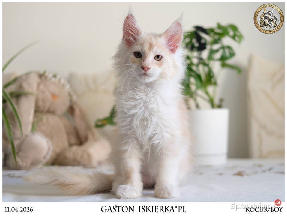 Gaston cudowny przystojniak kocurek maine coon Warszawa