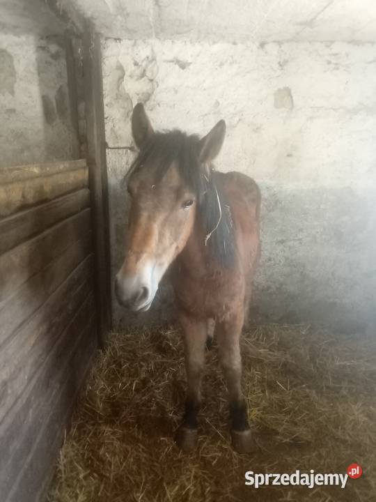 Ogier zimnokrwisty 2letni świętokrzyskie