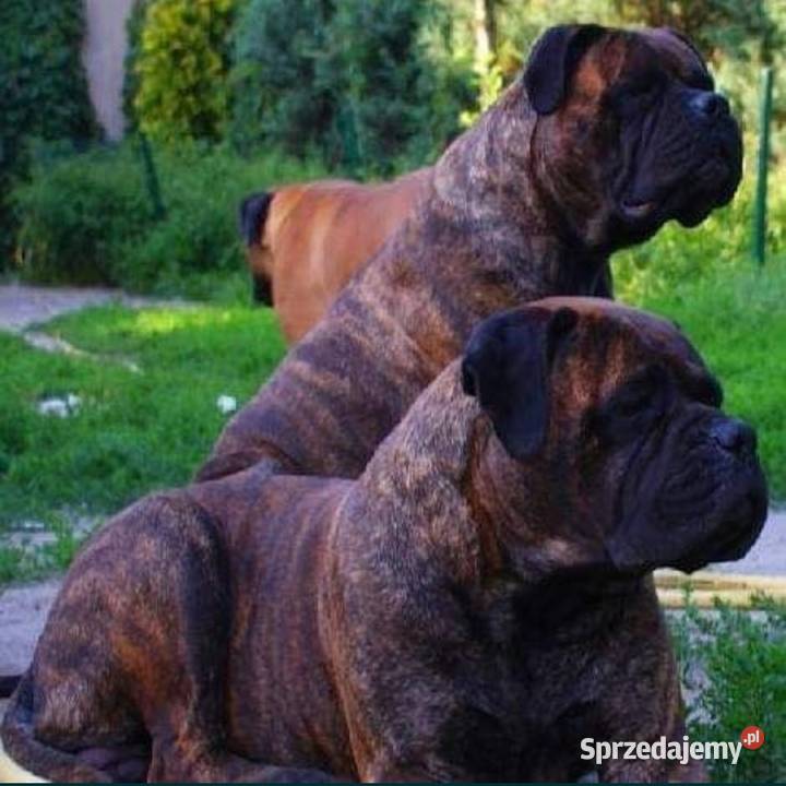 Bullmastiff zapowiedź miotu Lublin