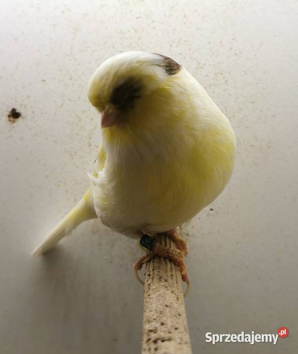 Wysyłka 40 Gloster Samica Glostery Kanarki Jarosław sprzedam