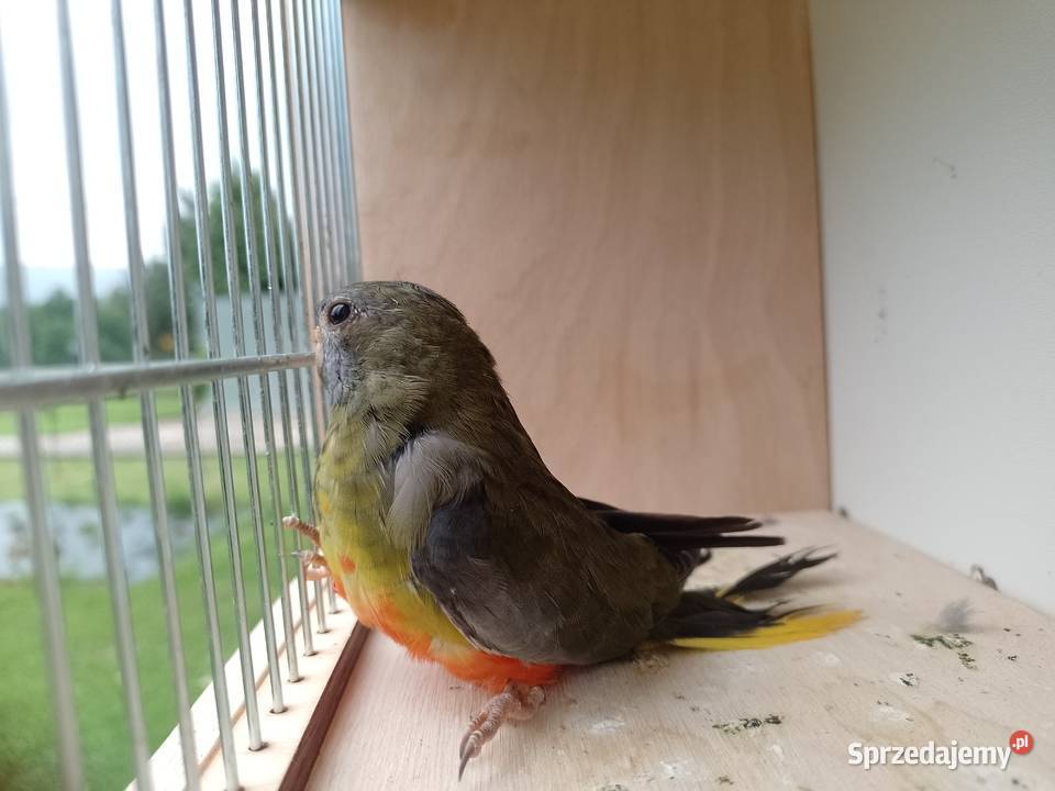 Papugi Łąkowki Wspaniałe