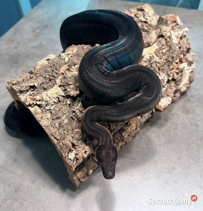 Boa Cesarski IMG MOTLEY Bydgoszcz