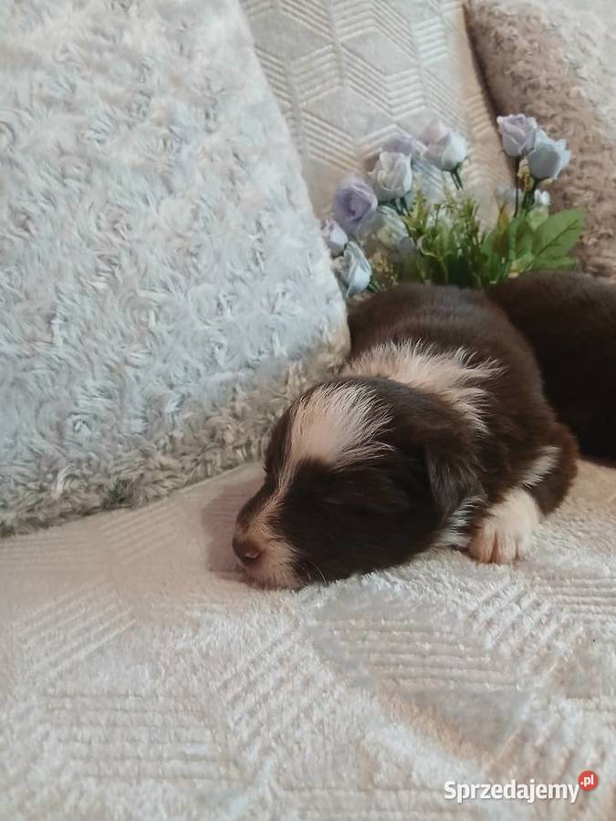 Border collie czekoladowo białe Toruń