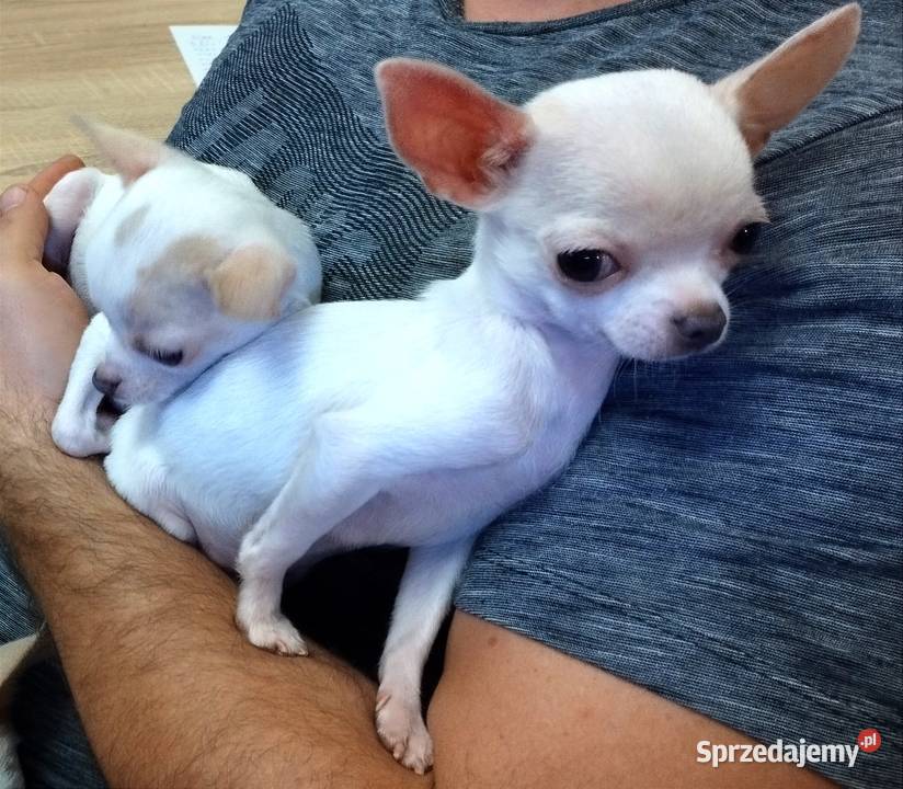 Chihuahua suczka Czechowice-Dziedzice sprzedam