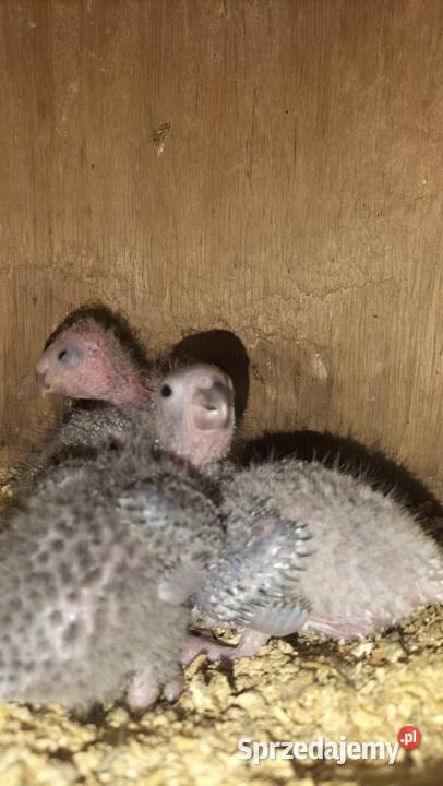 Papugi do wykarmienia Wołów