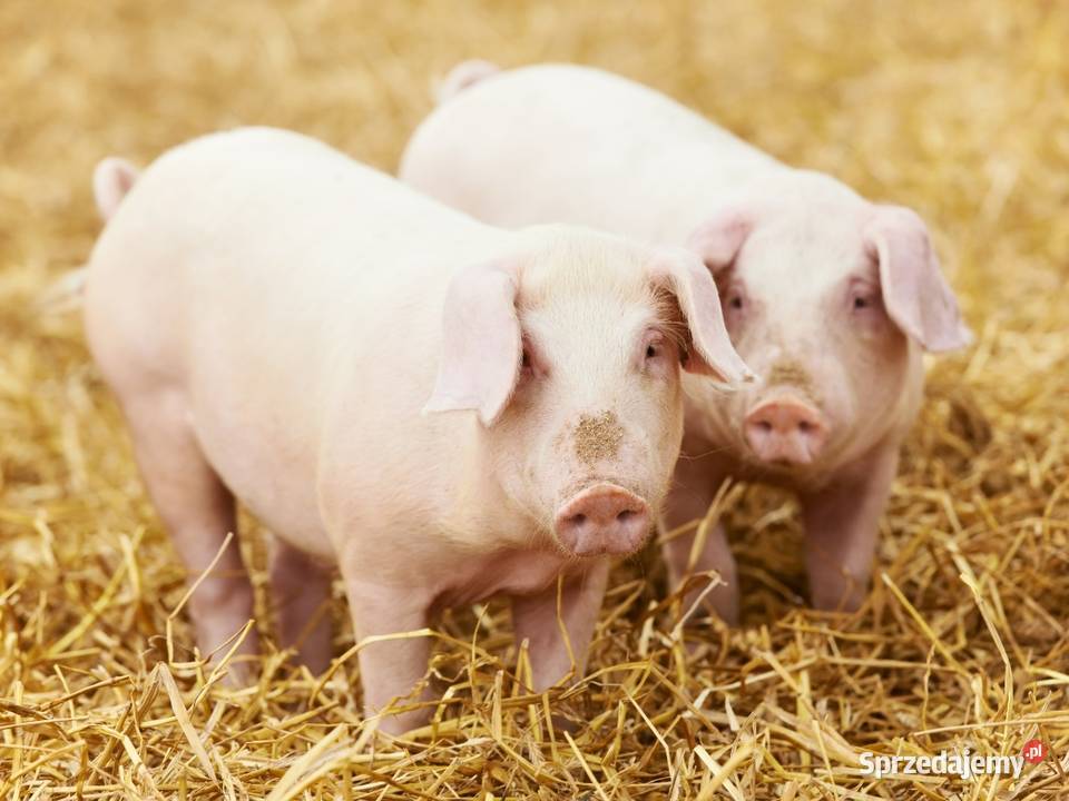 Wieprzowina z świń własnej produkcji śląskie Kryry