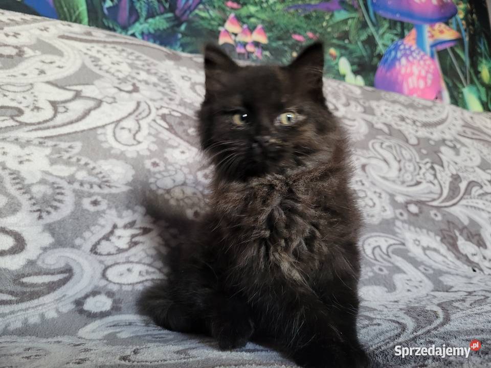 Maine Coon Polesie Mikułowskie