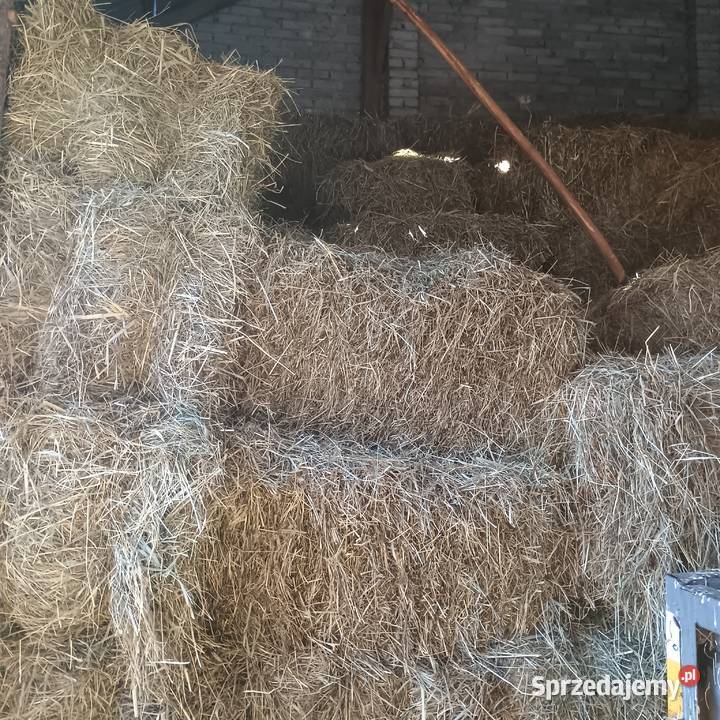 Żytopszenica pszenżyto owies siano Kowala