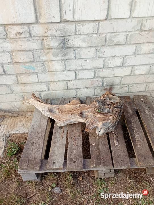 Korzeń ozdobny do ogrodu