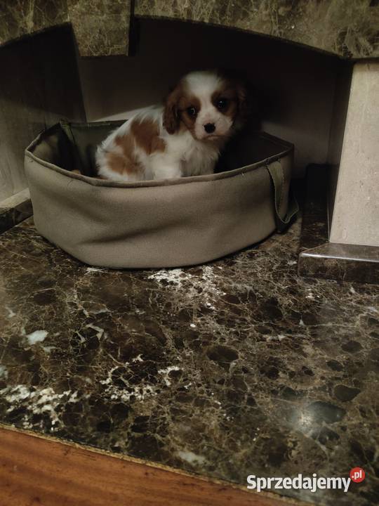 Cavalier King Charles Spaniel Garwolin