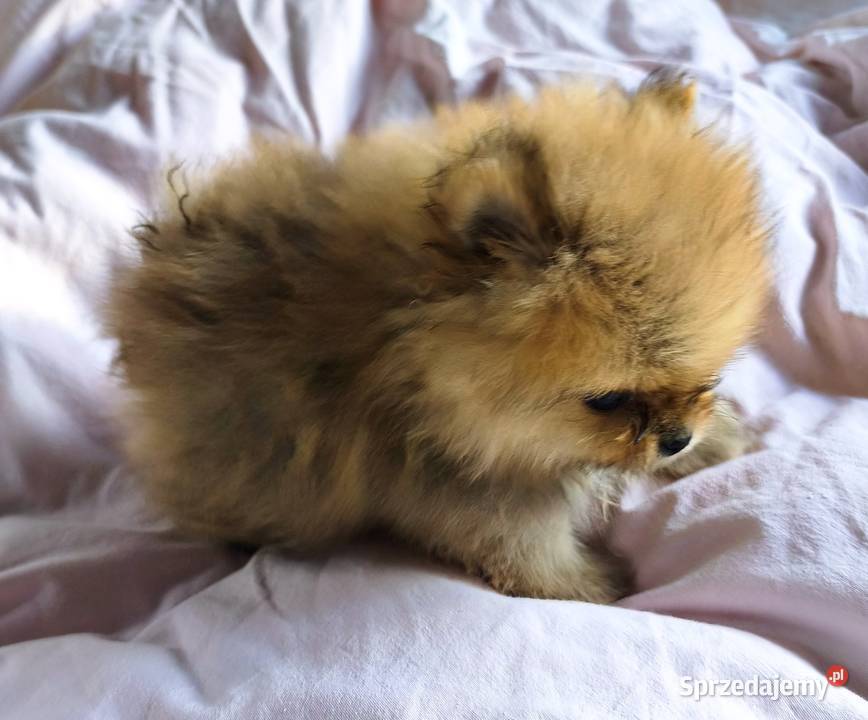 Pomeranian szpic miniaturowy
