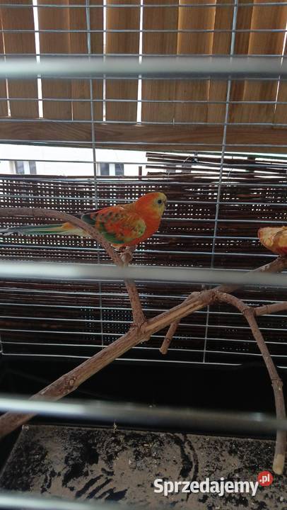 Świergotki Inowrocław