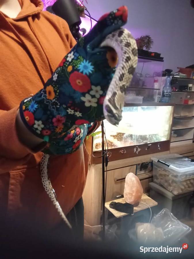 Heterodon zachodni Radom