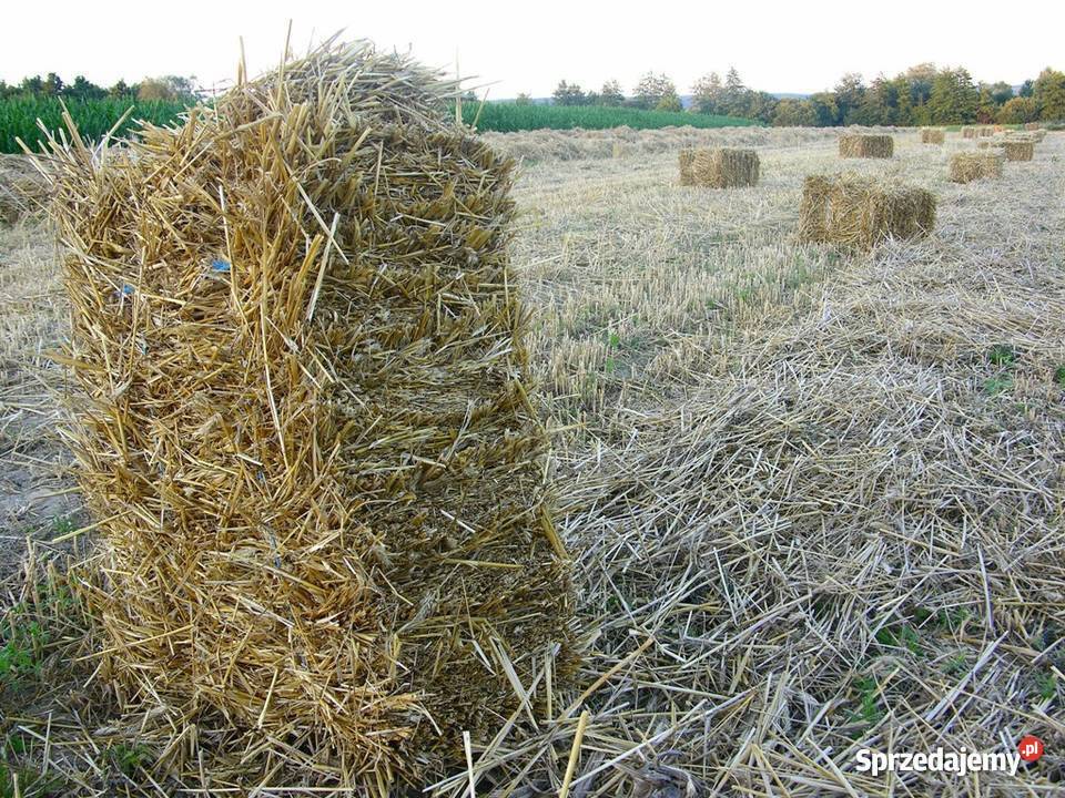 Sprzedam kostki słomy wielkopolskie Trzcianka