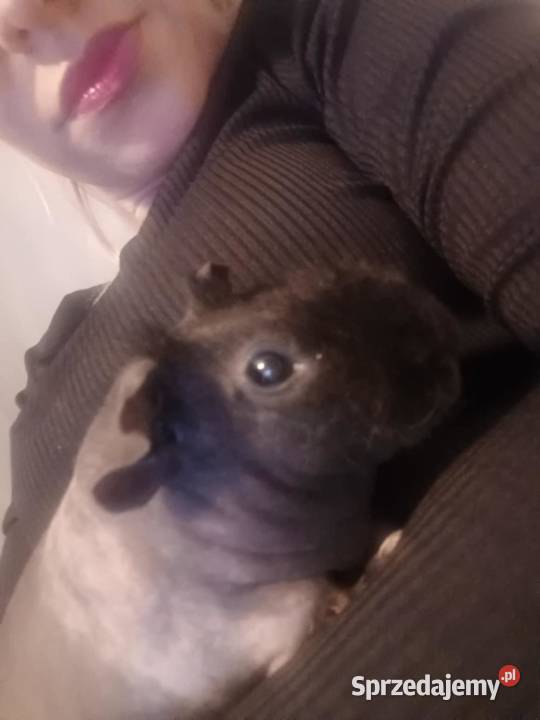 Świnka Skinny Korsze sprzedam