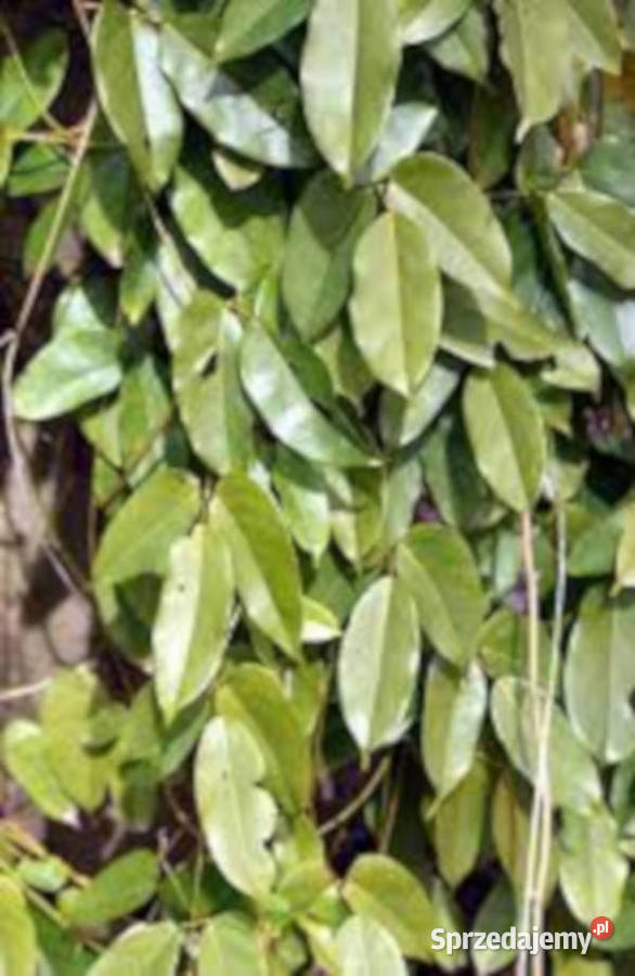 MUCUNA BRACTEATA  Mucuna bracteata NASIONA 100g Lubanie