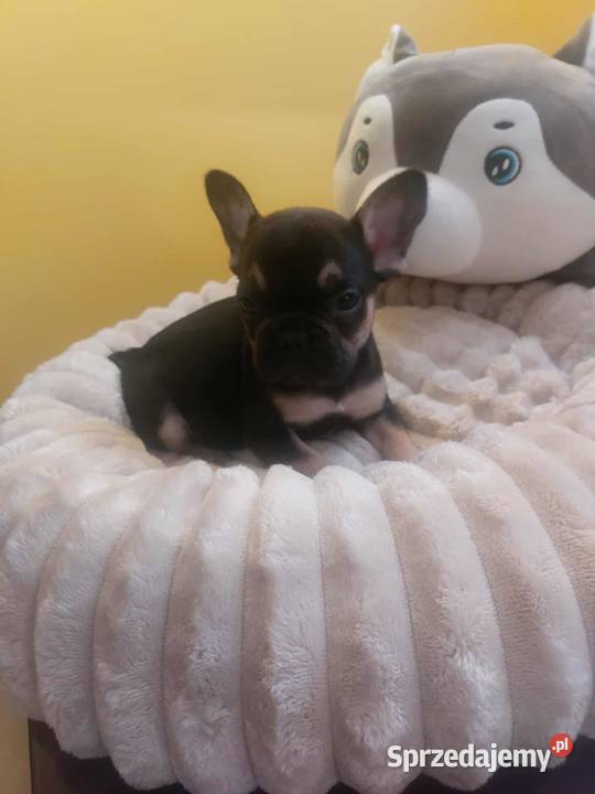 Suczki buldog francuski Płońsk