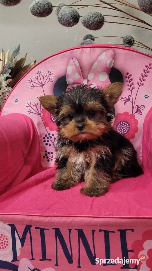 Yorkshire terrier maleńki piesek z wyprawką Kraków