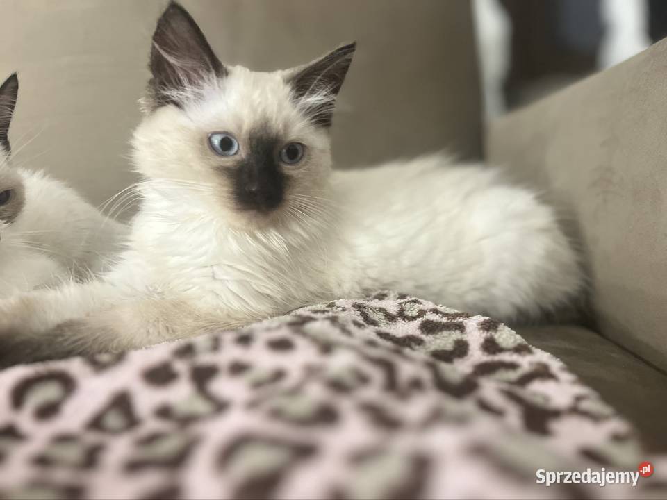 Kotki w typie rasy Ragdoll 13 tygodni kocurki Chełm sprzedam