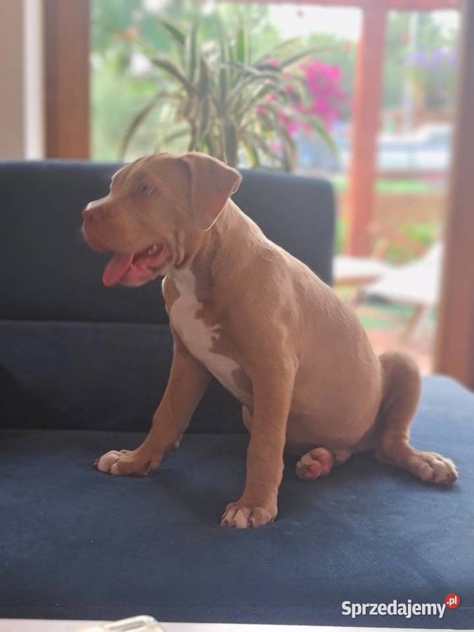 American bully XL Raciążek