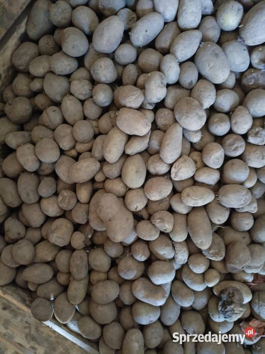 Ziemniaki paszowe dromne odpadowe sprzedam